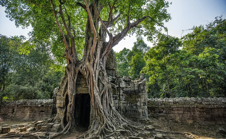 fig tree in Ang Kor Wat