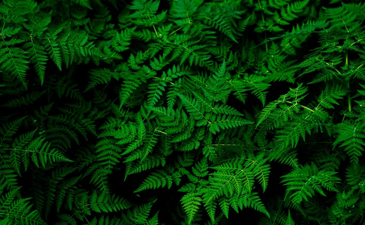 fern green