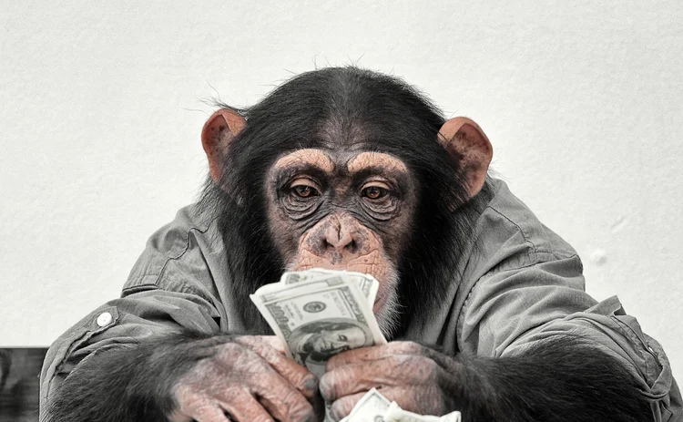 chimp with cash