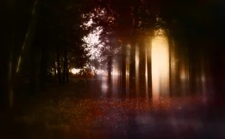 Abstract and mysterious background of blurred forest. Filtered image. Halloween concept