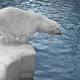futures-algos-polar-bear-sept2013