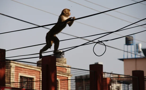 monkey