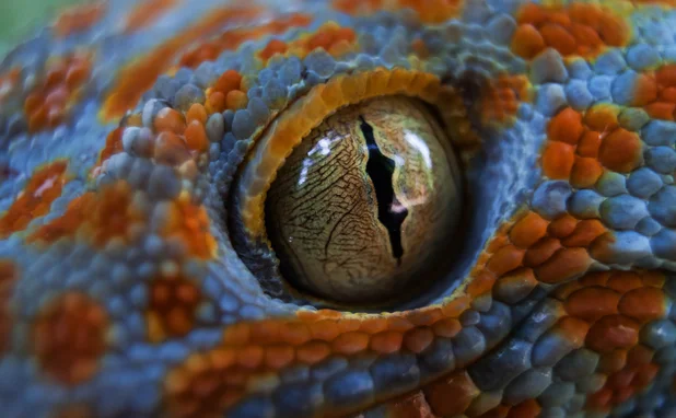 lizard eye