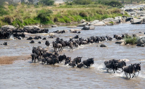 migration
