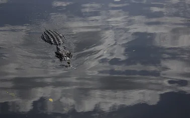 crocodile-idm0917