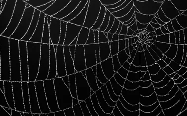 white spiderweb on black background