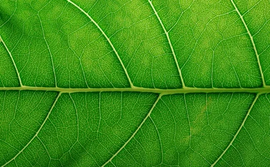 leaf-closeup