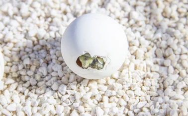 An egg about to hatch