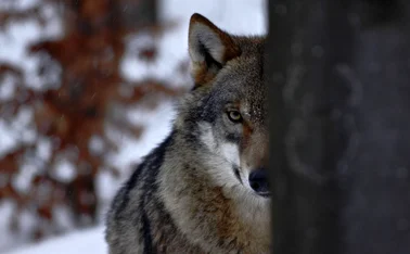 wolf lurking