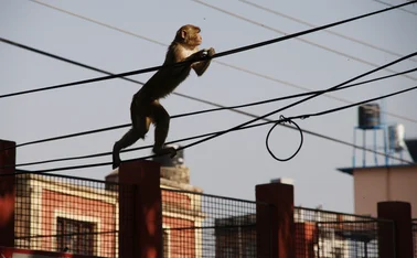 monkey