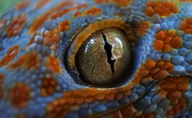 lizard eye