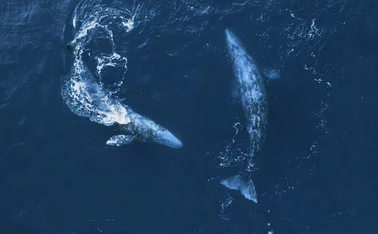 whale migration