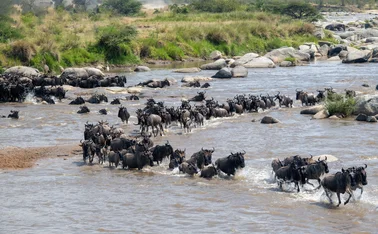 migration