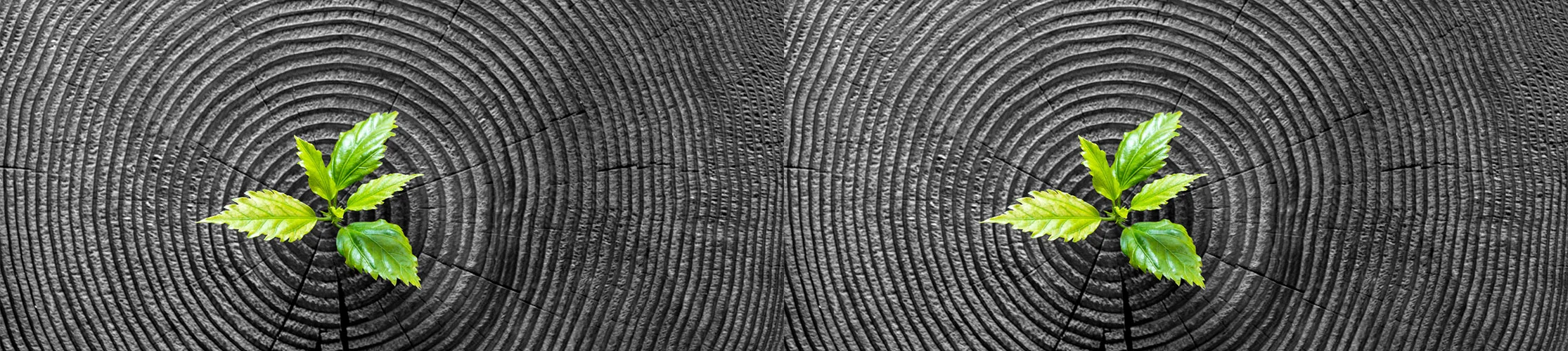 tree rings with sprout