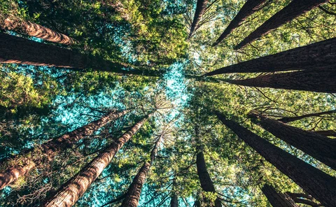 trees esg