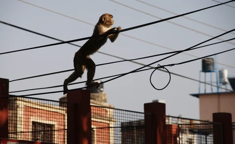 monkey