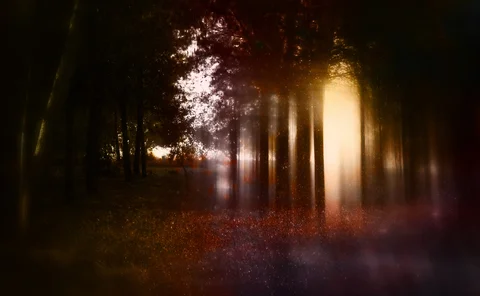 Abstract and mysterious background of blurred forest. Filtered image. Halloween concept