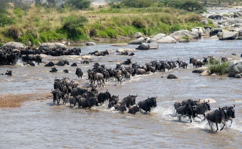 migration