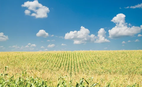corn
