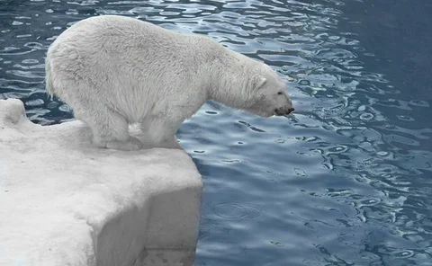 futures-algos-polar-bear-sept2013
