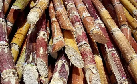 Sugar canes piled up