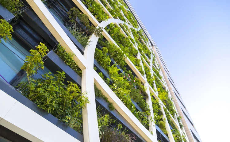 plants growing on building windows