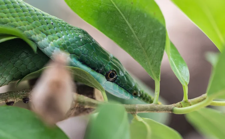 snake
