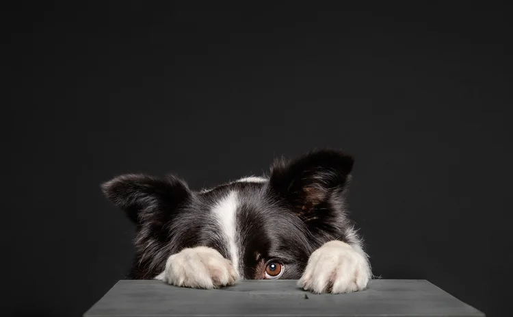 scared dog