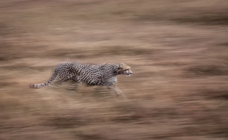 Cheetah stalking prey in motion