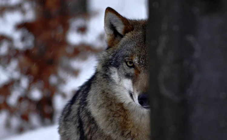 wolf lurking