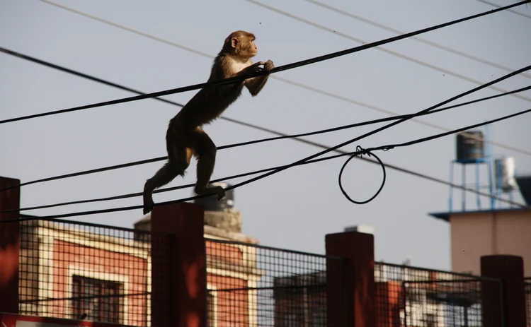 monkey