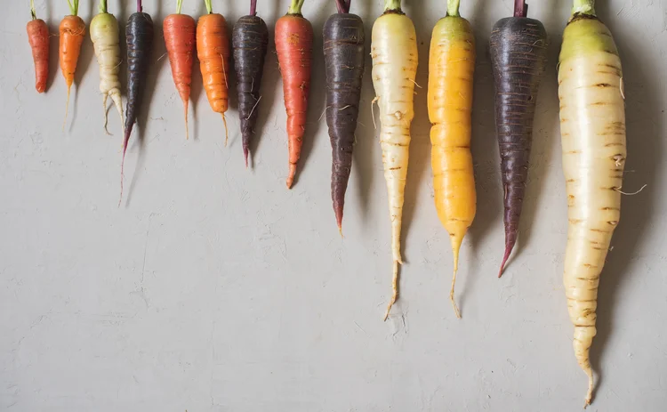 Multicolored home grown fresh organic carrots arranged in size on a light gray background