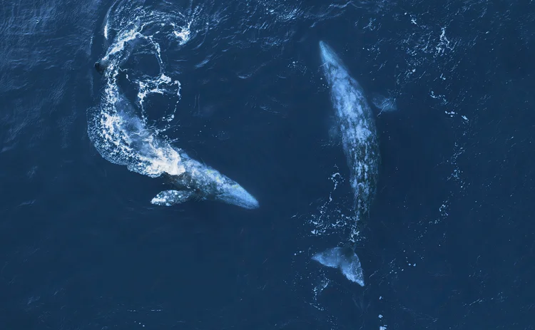 whale migration