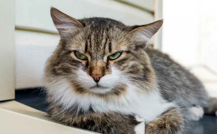 cat