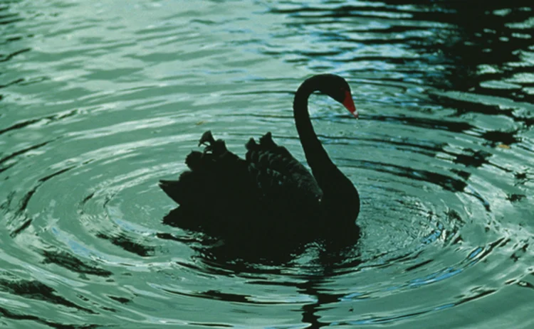 black-swan