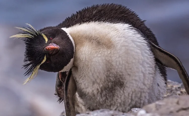 silly-penguin