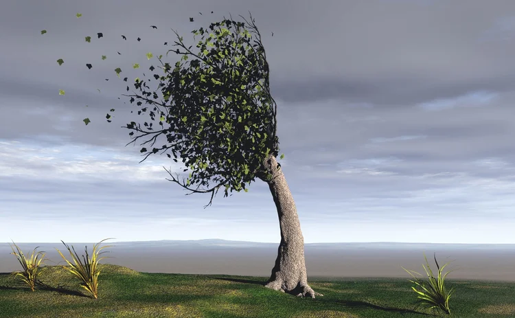 windy-tree windy-tree