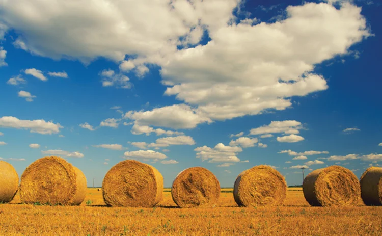 Picture of rolls of wheat in a field