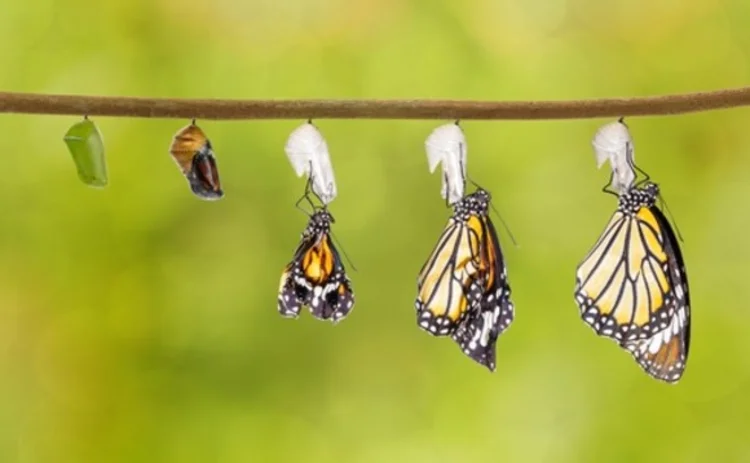 butterfly-431629231 butterfly-431629231
