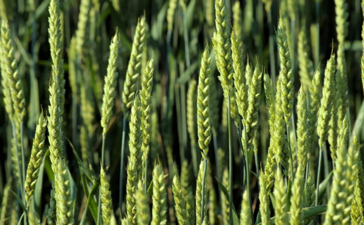 grain grain