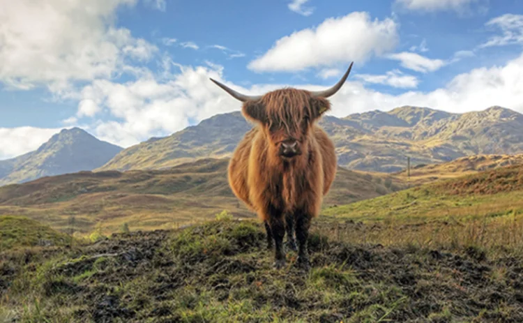 Photo of a Highland Cow against a Scottish mountain backdrop Photo of a Highland Cow against a Scottish mountain backdrop