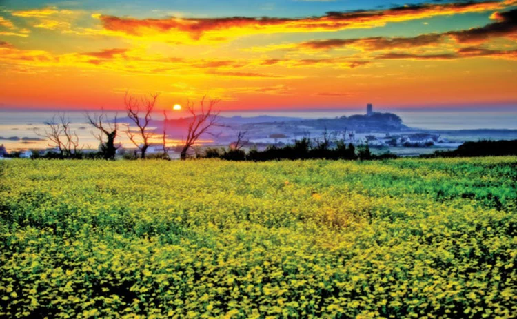 guernsey-field guernsey-field