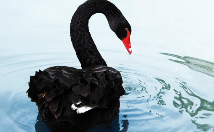 blackswan