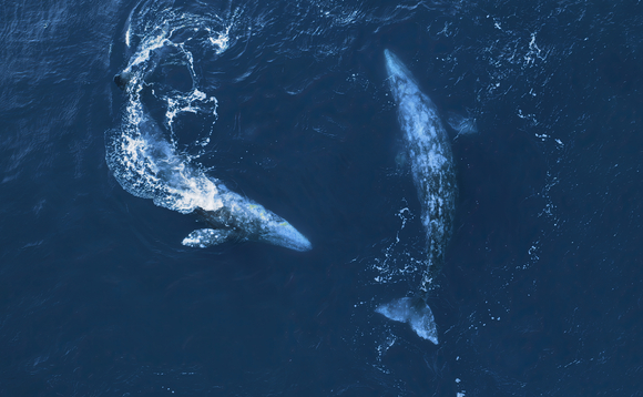 whale migration