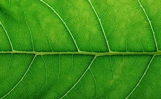 leaf-closeup