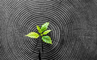 tree-age-rings-with-fresh-sprouts