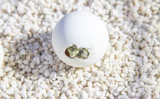 An egg about to hatch