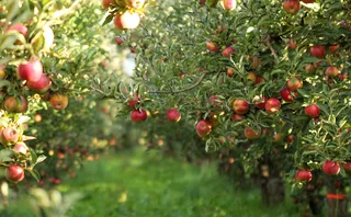 orchard