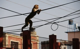 monkey