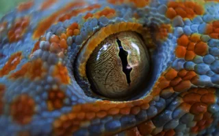 lizard eye